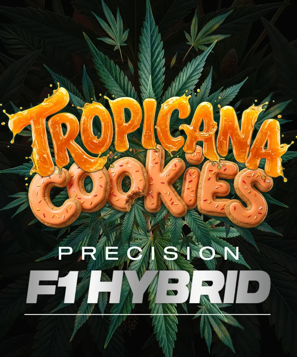 Cannabissamen Auto Tropicana Cookies F1 Hybrid feminisiert für Indoor und Outdoor